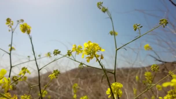Gele Bloemen Malibu Californië Waait Wind Een Berg — Stockvideo