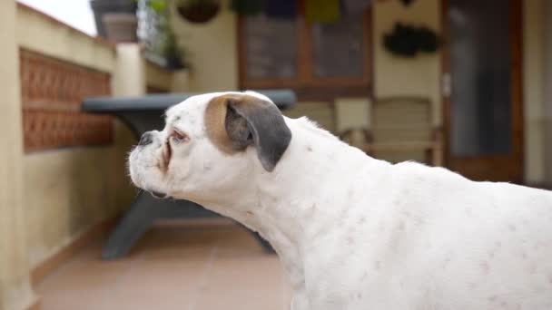 Zbliżenie Pięknego Białego Psa Bokserskiego Szczekającego Pomieszczeniach Zwolnione Tempo — Wideo stockowe
