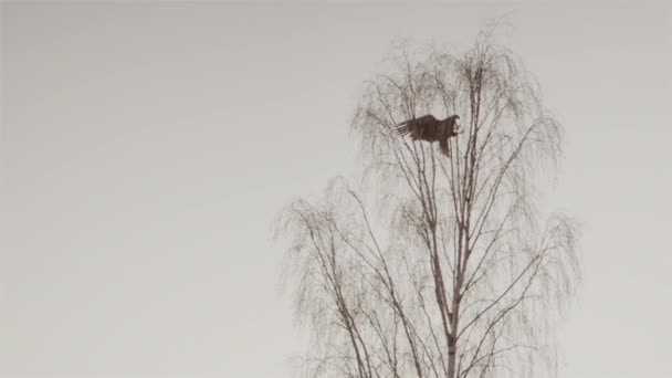 スウェーデンの木の上の白い尾の海ワシの衝突の土地 スローモーションワイドショット — ストック動画