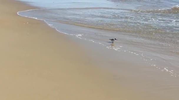 Sanderling Ptaków Polowanie Wzdłuż Plaży Głowie Nag Zewnętrznych Brzegach Północnej — Wideo stockowe