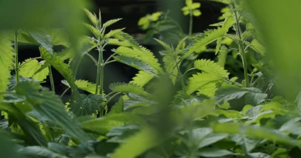 Medio Primer Plano Las Plantas Ortiga Que Crecen Lugar Tranquilo — Vídeos de Stock