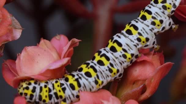 Mullein Moth Caterpillar Arrastrándose Sobre Planta Floración Roja Macro Shot — Vídeos de Stock