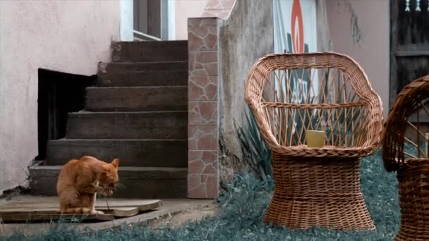 Oynayan Bir Kedi Brasov Romanya Daki Görüntüleri — Stok video