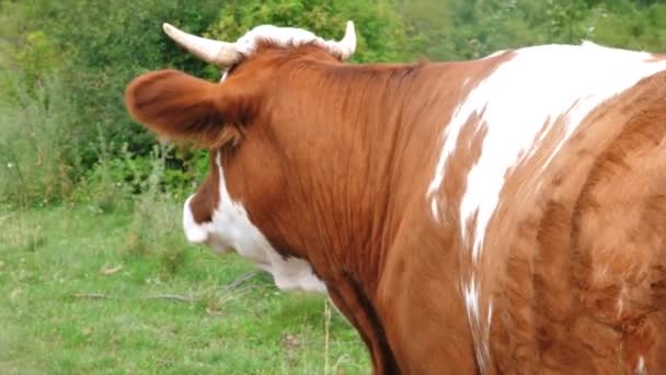 Tiro Medio Una Vaca Metraje Brasov Rumania — Vídeos de Stock