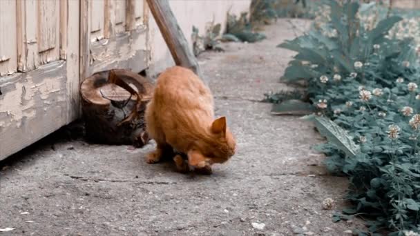 Gato Jugando Metraje Brasov Rumania — Vídeo de stock