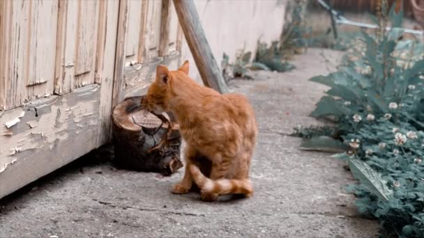 Gato Jugando Metraje Brasov Rumania — Vídeos de Stock