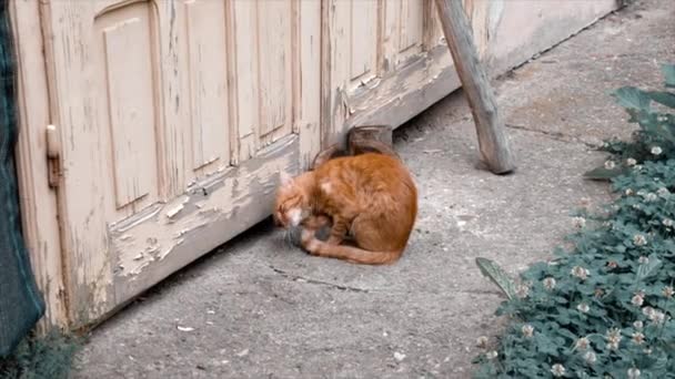 Katt Som Leker Bilder Brasov Rumänien — Stockvideo