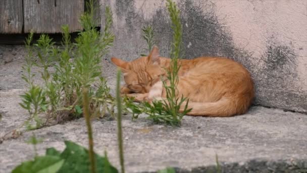 Dinlenen Bir Kedi Brasov Romanya Daki Görüntüleri — Stok video