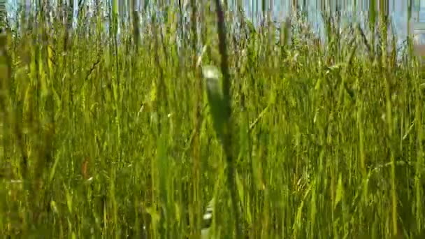 Zbliżenie Strzał Trawy Błękitne Niebo Tle — Wideo stockowe