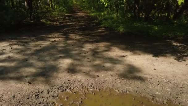 森の中の美しい小さな道 — ストック動画