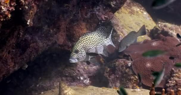 Doces Manchados Peixes Nadando Perto Uma Concha Corais Tiro Constante — Vídeo de Stock