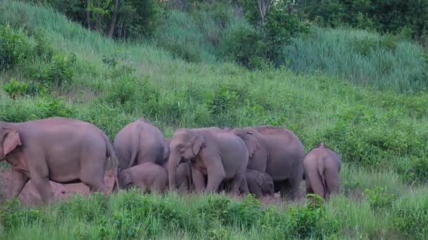 Elefante Indiano Elephas Maximus Indicus Parque Nacional Khao Yai Tailândia — Vídeo de Stock