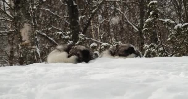 Två Arktiska Oxar Som Sover Gott Snön Snöfallet Statiskt Skott — Stockvideo