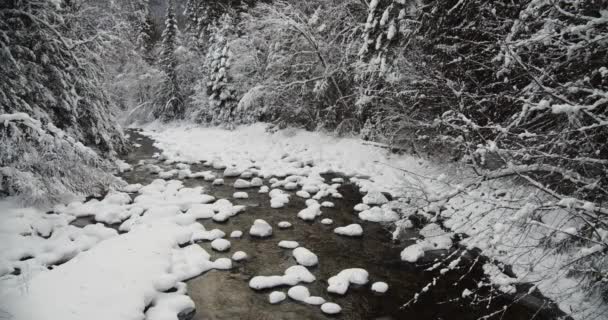 冬になると針葉樹林に囲まれた山川の原生水カナダ Bc州のコカニークリーク州立公園 ワイドショット — ストック動画