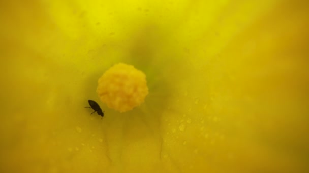 Meligethinae Caminar Una Flor Calabacín — Vídeo de stock