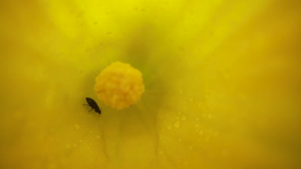 Meligethinae Marche Dans Une Fleur Courgette — Video