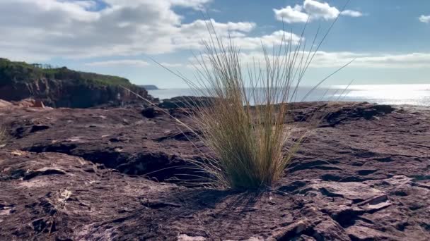 Grass Grows Red Rocks Coastal Cliffs Australia — Stock Video