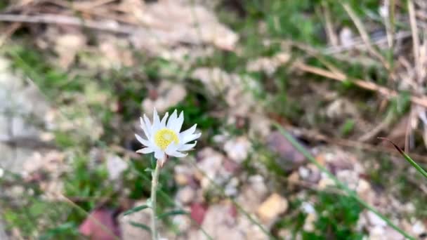 Flor Amarilla Blanca Contra Las Rocas Australia — Vídeos de Stock