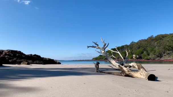 Legno Alla Deriva Una Spiaggia Sabbia Bianca Australiana Con Cielo — Video Stock