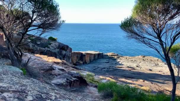 オーストラリアの岩だらけの海の景色の前で木が育つ — ストック動画