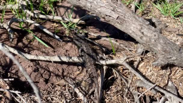 Acercamiento Lagarto Mientras Calienta Sangre Calor Del Sol Australiano — Vídeos de Stock