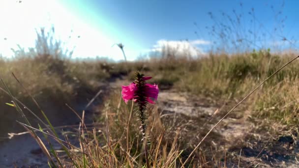 Różowy Kwiat Rośnie Samotnie Trawie Australii — Wideo stockowe