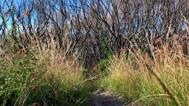 Grandes Herbes Vertes Pointe Jaune Mènent Des Arbres Morts Sur — Video