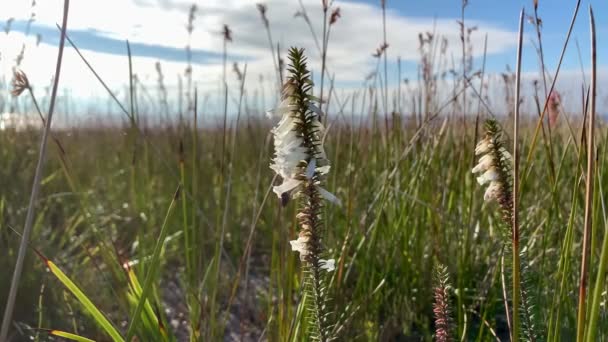 White Flowers Grow Tall Grass Australia — Stock Video