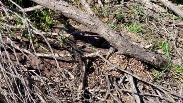 Eidechse Wärmt Ihr Blut Der Heißen Australischen Sonne — Stockvideo