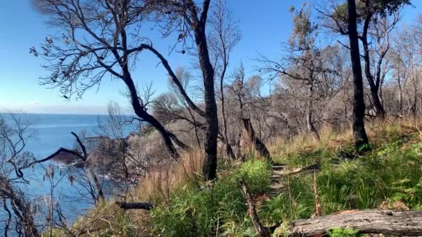 Spálené Stromy Podél Turistické Stezky Australským Oceánem Dohled Vlevo — Stock video