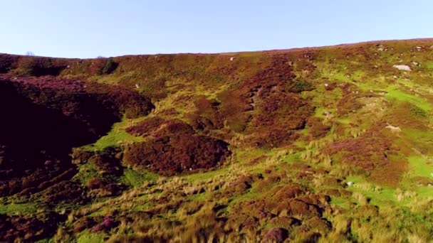 North York Moors Heather Danby Dale Aerial Drone Footage Heather — Αρχείο Βίντεο