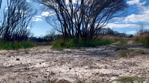 Sendero Senderismo Bifurca Dos Caminos Australia — Vídeos de Stock