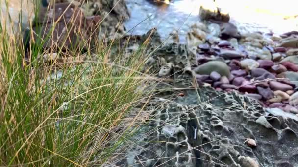 Gras Focus Rots Bedekt Australisch Strand — Stockvideo