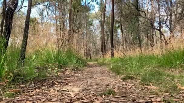 Alberi Erbe Bruciati Lungo Sentiero Escursionistico Australia — Video Stock
