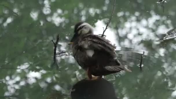 Eastern Spot Billed Duck Staande Een Been Terwijl Het Verzorgen — Stockvideo