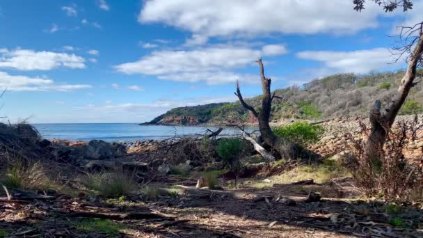 Albero Caduto All Apertura Una Baia Oceanica Australia — Video Stock