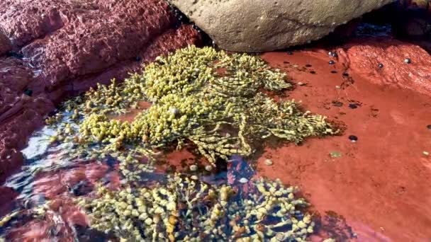 Agua Del Océano Anima Las Algas Australia — Vídeo de stock