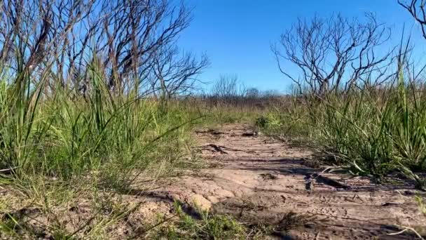 Chemin Randonnée Travers Broussailles Australie — Video