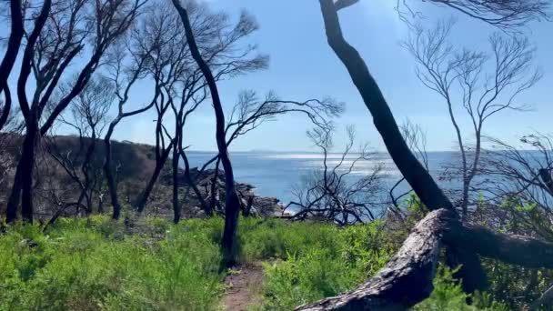 Lange Verbrande Bomen Staan Met Uitzicht Zee Australië — Stockvideo