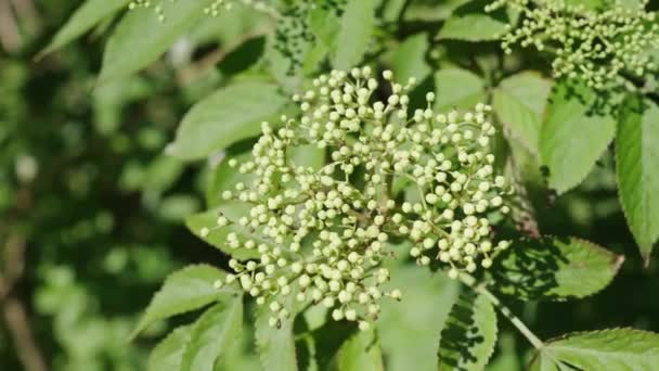 Elderberry Buds Sambucus Nigra Bush Swings Sunny Summertime Close Shot — Stock Video
