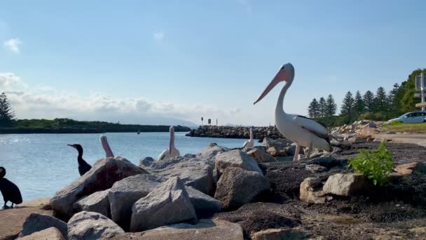 Pelícanos Aves Marinas Esperan Regreso Del Pescador Australia — Vídeo de stock