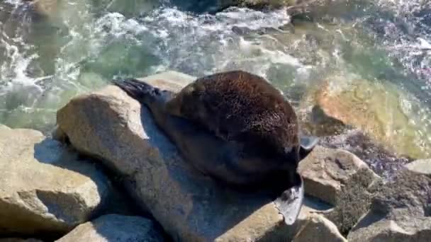 Schattige Zachte Zeehond Verzorgt Zichzelf Rotsen Bij Oceaan Australië — Stockvideo