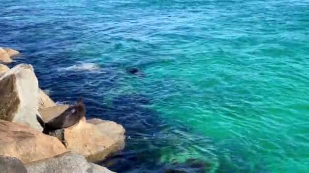 Тюлень Царапает Зуд Скалах Около Океана Австралии — стоковое видео