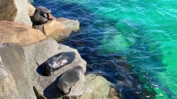 オーストラリアの海沿いの岩の上で アザラシが泳いで日光浴をしています — ストック動画