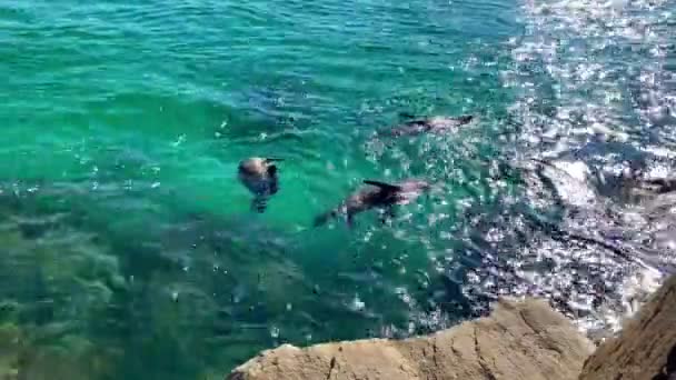 Eine Robbenkolonie Schwimmt Und Spielt Ozean Australien — Stockvideo