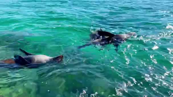 Robben Tanzen Durch Das Wasser Während Sie Australien Ozeanwasser Schwimmen — Stockvideo