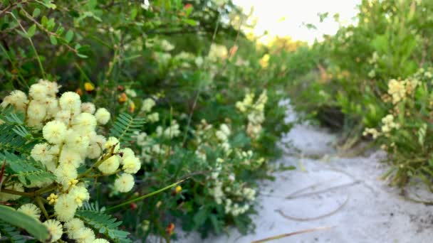 Gul Australiensisk Wattle Bush Linjer Sandig Vandringsled — Stockvideo