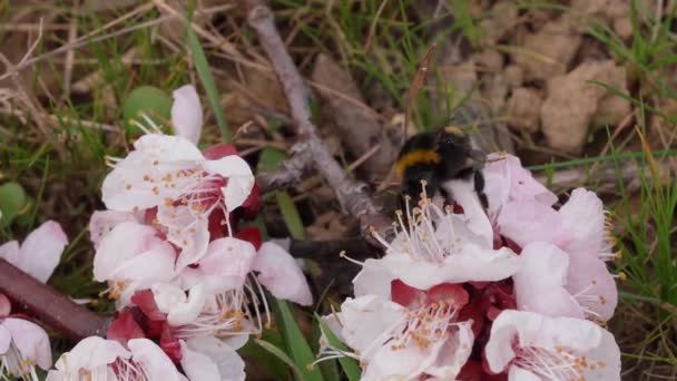 Uma Abelha Bumble Está Forrageando Néctar Nas Flores Caídas Pomar — Vídeo de Stock