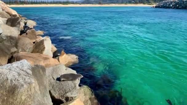 Säl Vaggar Över Klipporna Vid Havet Australien — Stockvideo