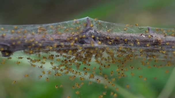 Baby Spiders Nest Reproduction Araignée Beaucoup Descendants Macro Shot Arachnophobie — Video